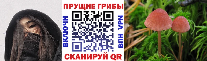 наркошоп  Зеленоградск  МЕГА tor  Галлюциногенные грибы Psilocybe 